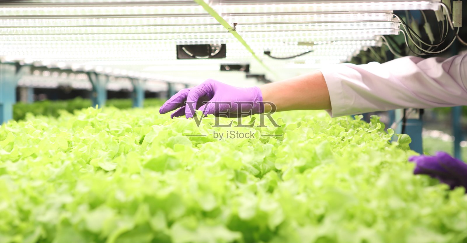 水培蔬菜农场。新鲜绿色蔬菜(水培)背景照片摄影图片