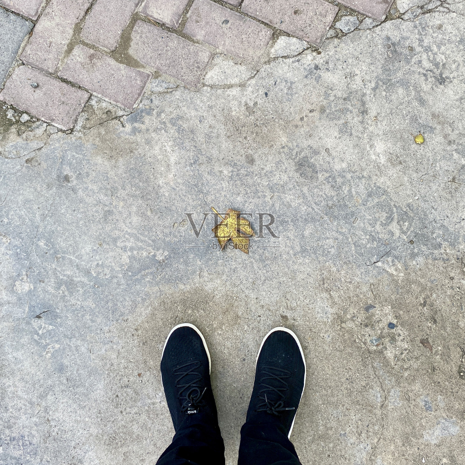 树叶落了照片摄影图片