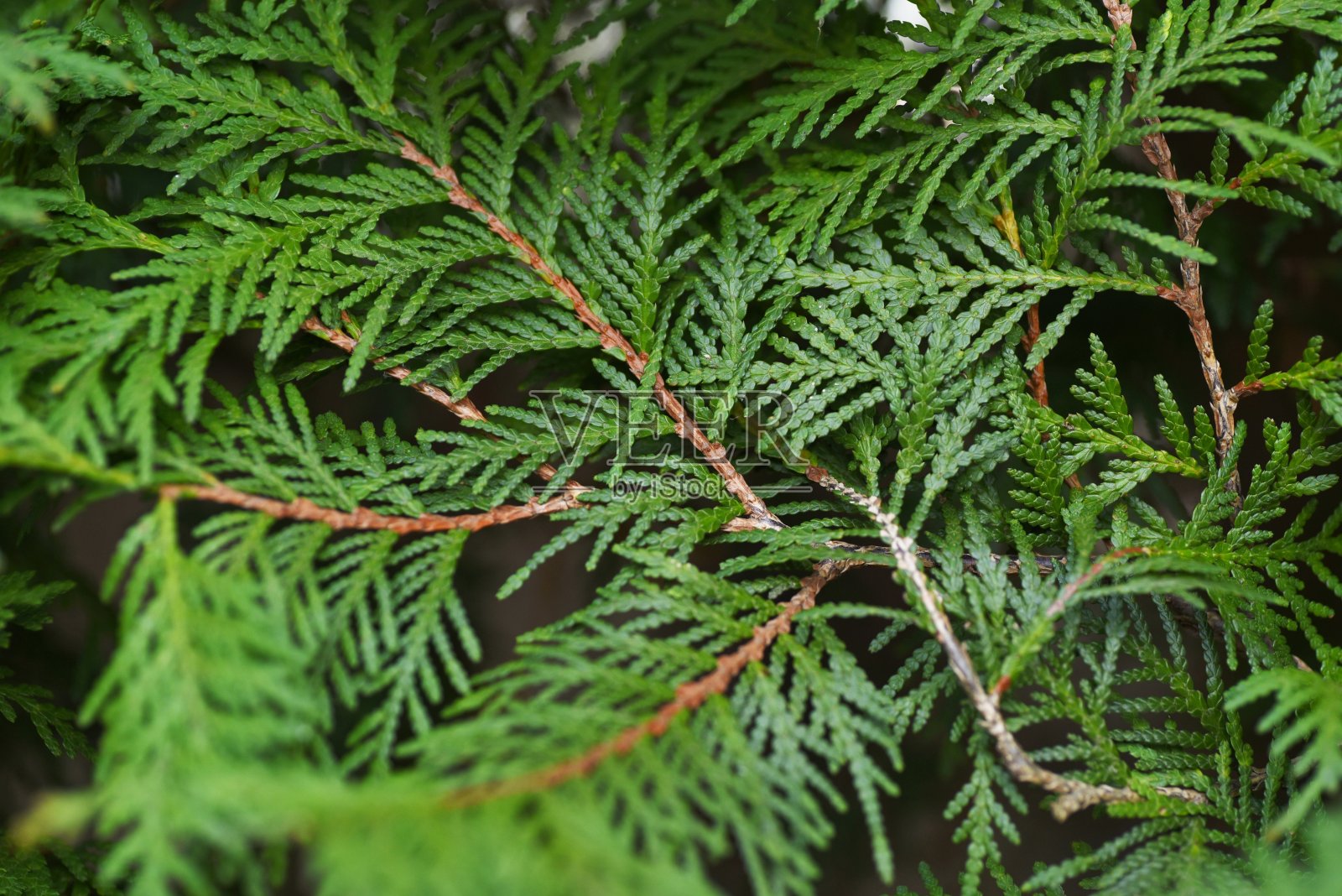 西侧柏叶。照片摄影图片