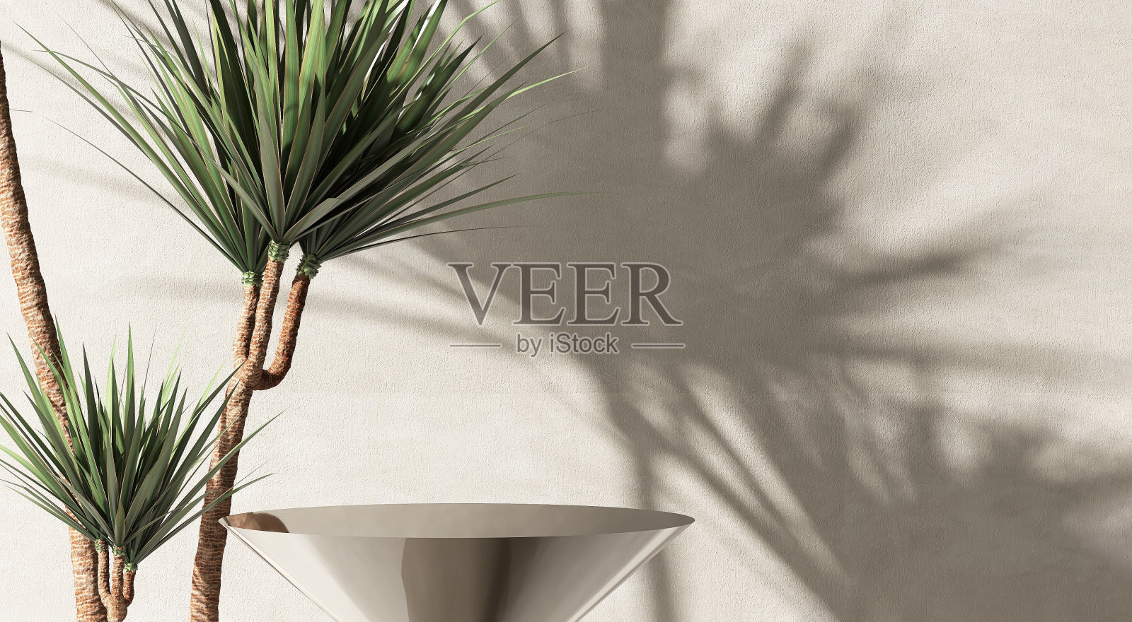 圆形的空的闪闪发光的金色讲台桌子，热带绿色龙血树在美丽的阳光下，叶影在混凝土墙上照片摄影图片