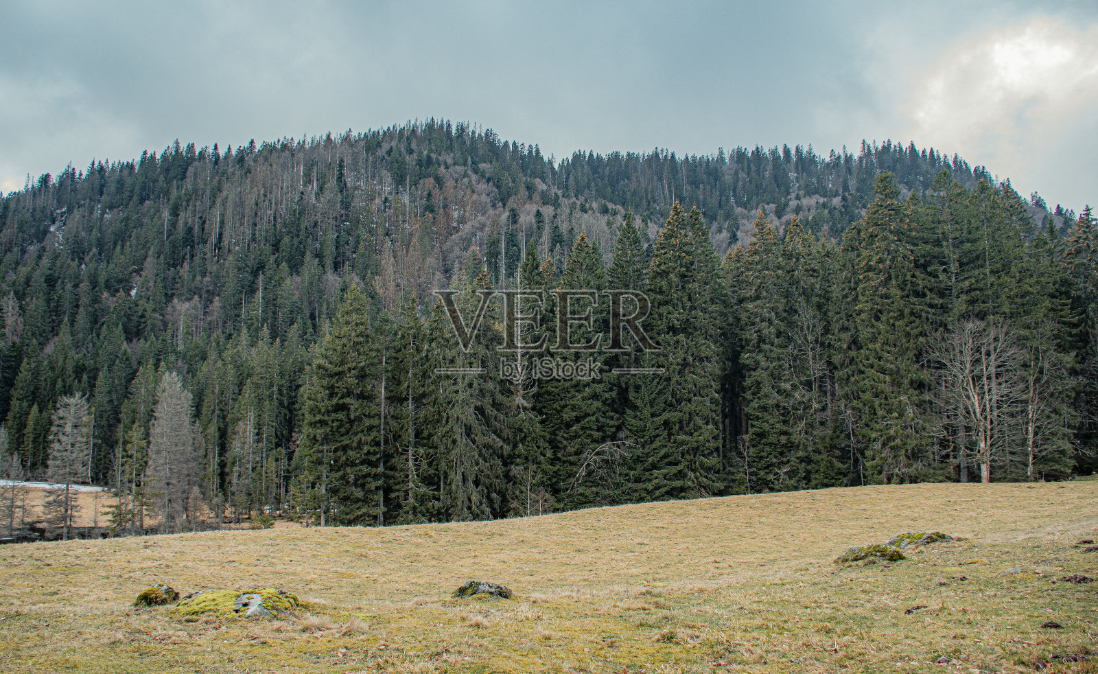 黑森林照片摄影图片