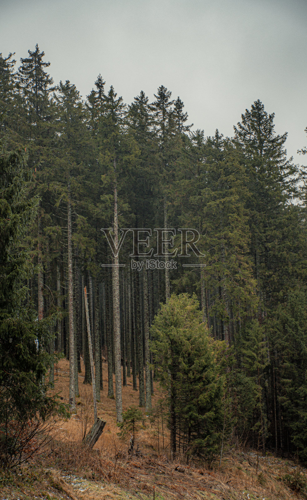 黑森林照片摄影图片