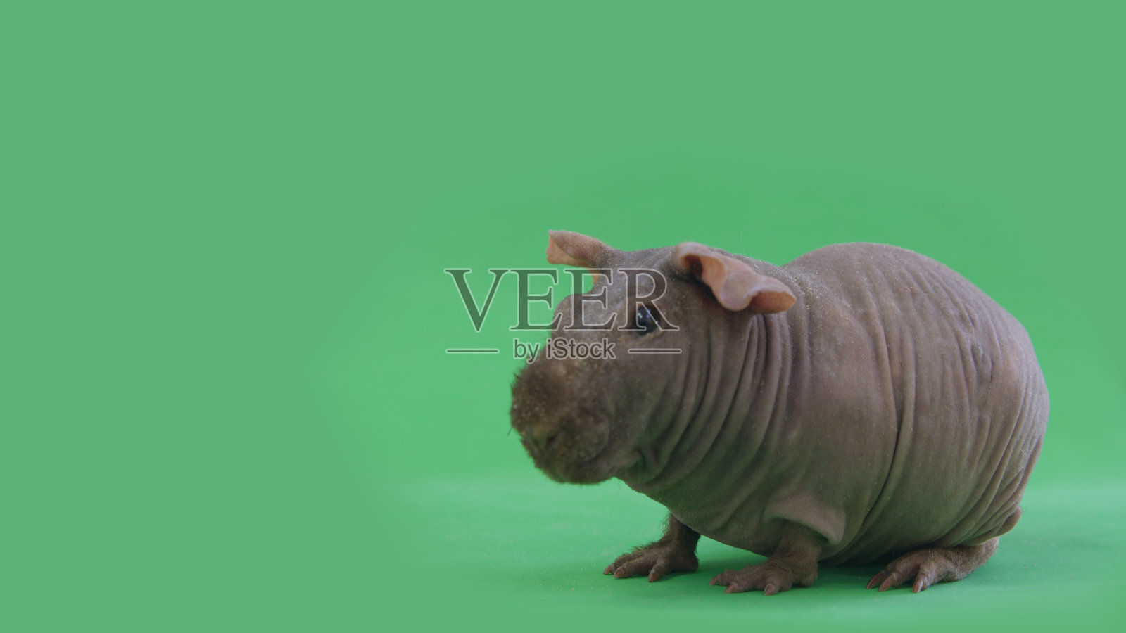 灰色瘦瘦的豚鼠，绿色背景照片摄影图片