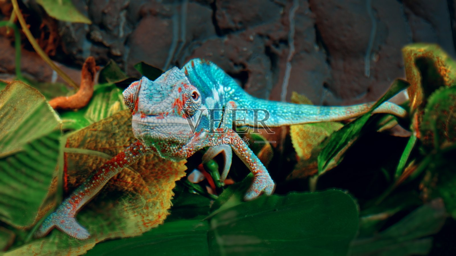 黑豹变色龙小心翼翼地走在绿色的枝叶之间照片摄影图片