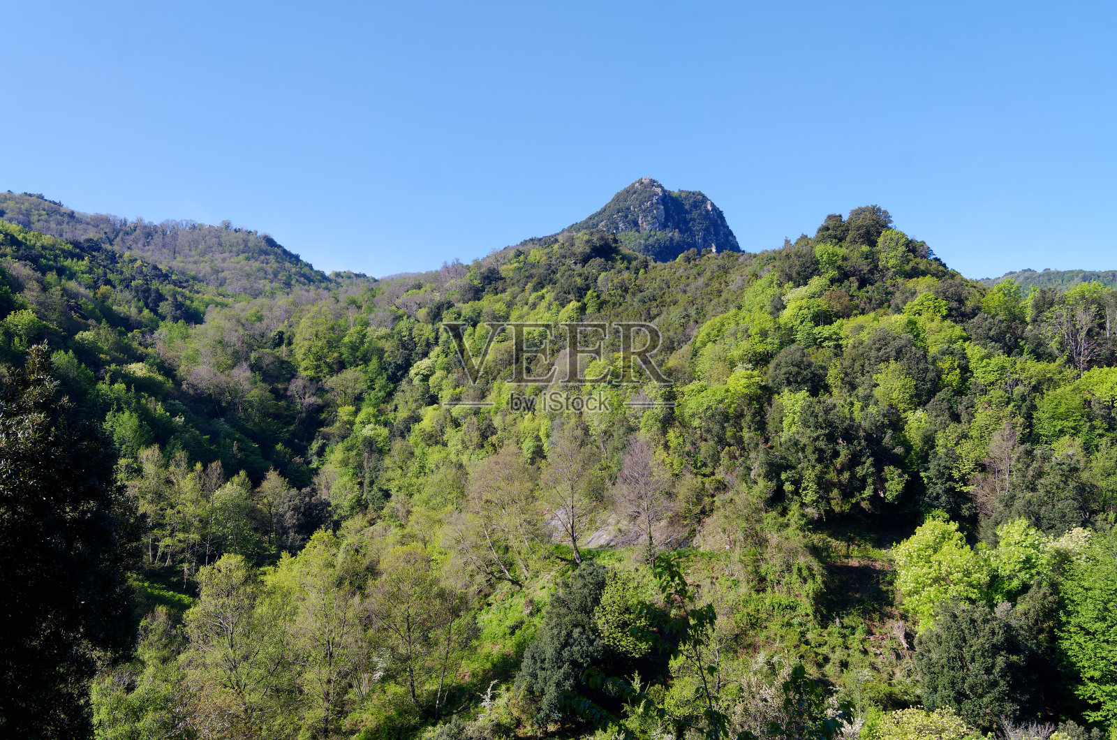 上科西嘉山的栗子林照片摄影图片
