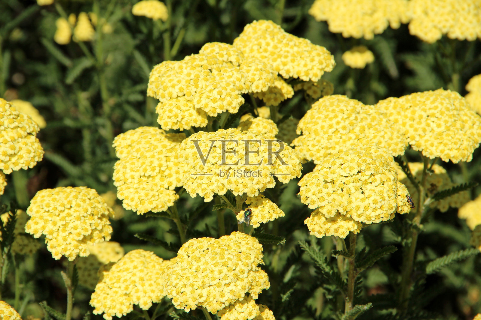 黄色蓍草或千叶蓍草在夏季开花照片摄影图片