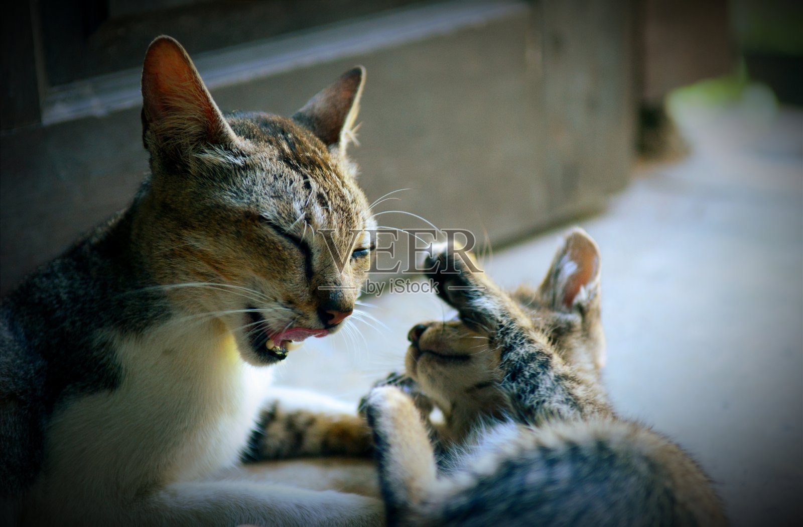 妈妈和小猫照片摄影图片