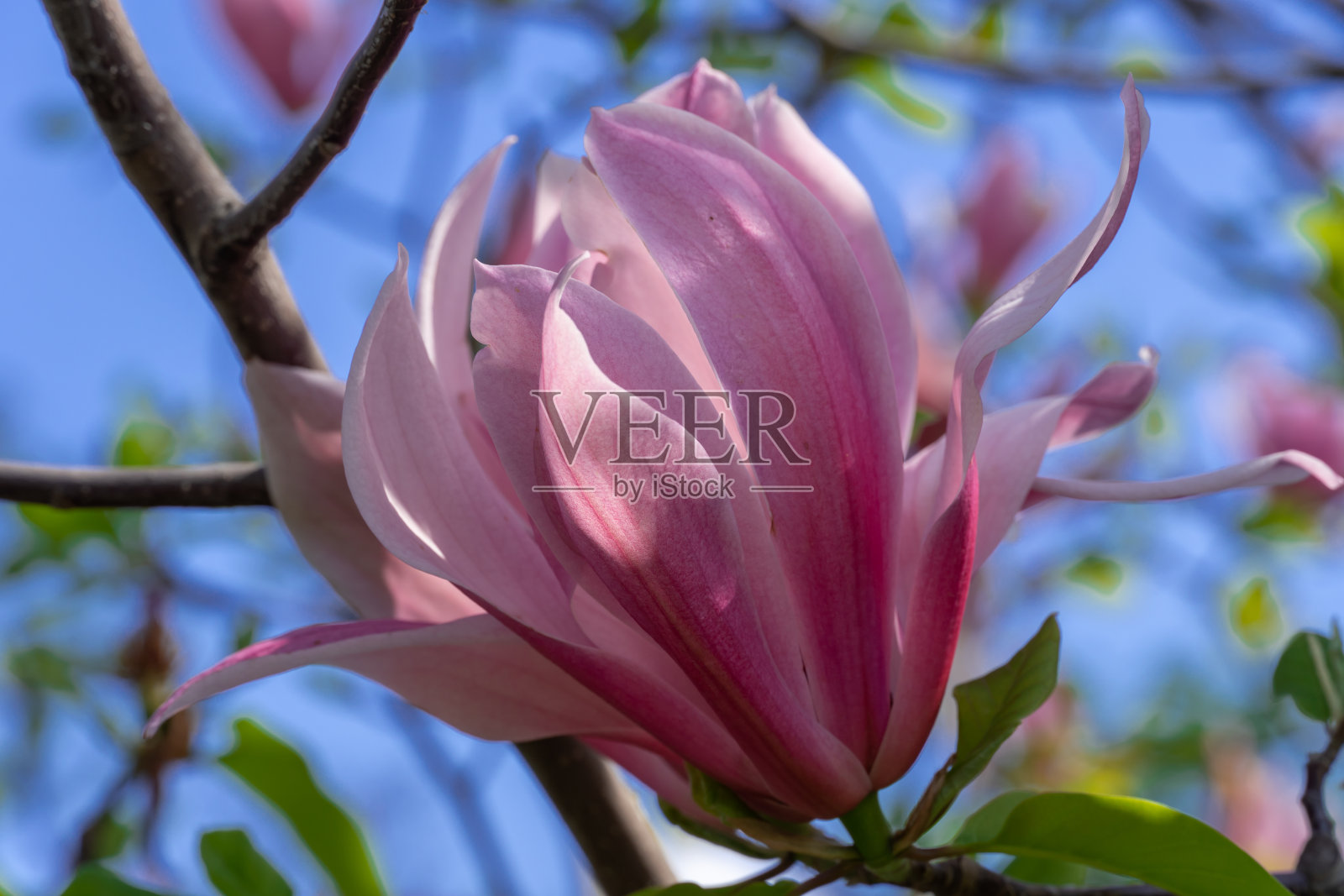 特写木兰花。树在春天开花，花蕾深粉红色。照片摄影图片