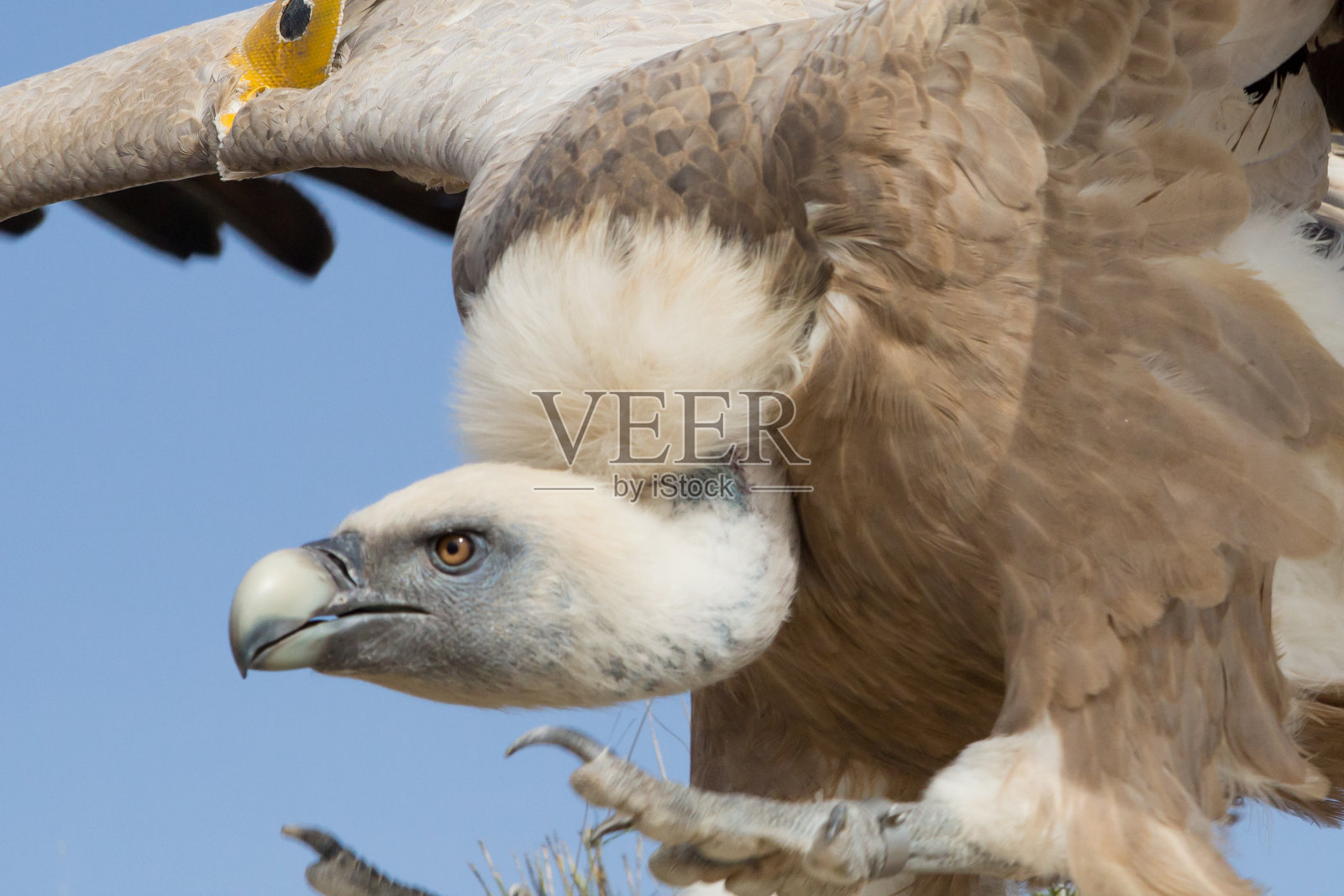 格里芬飞起来了照片摄影图片