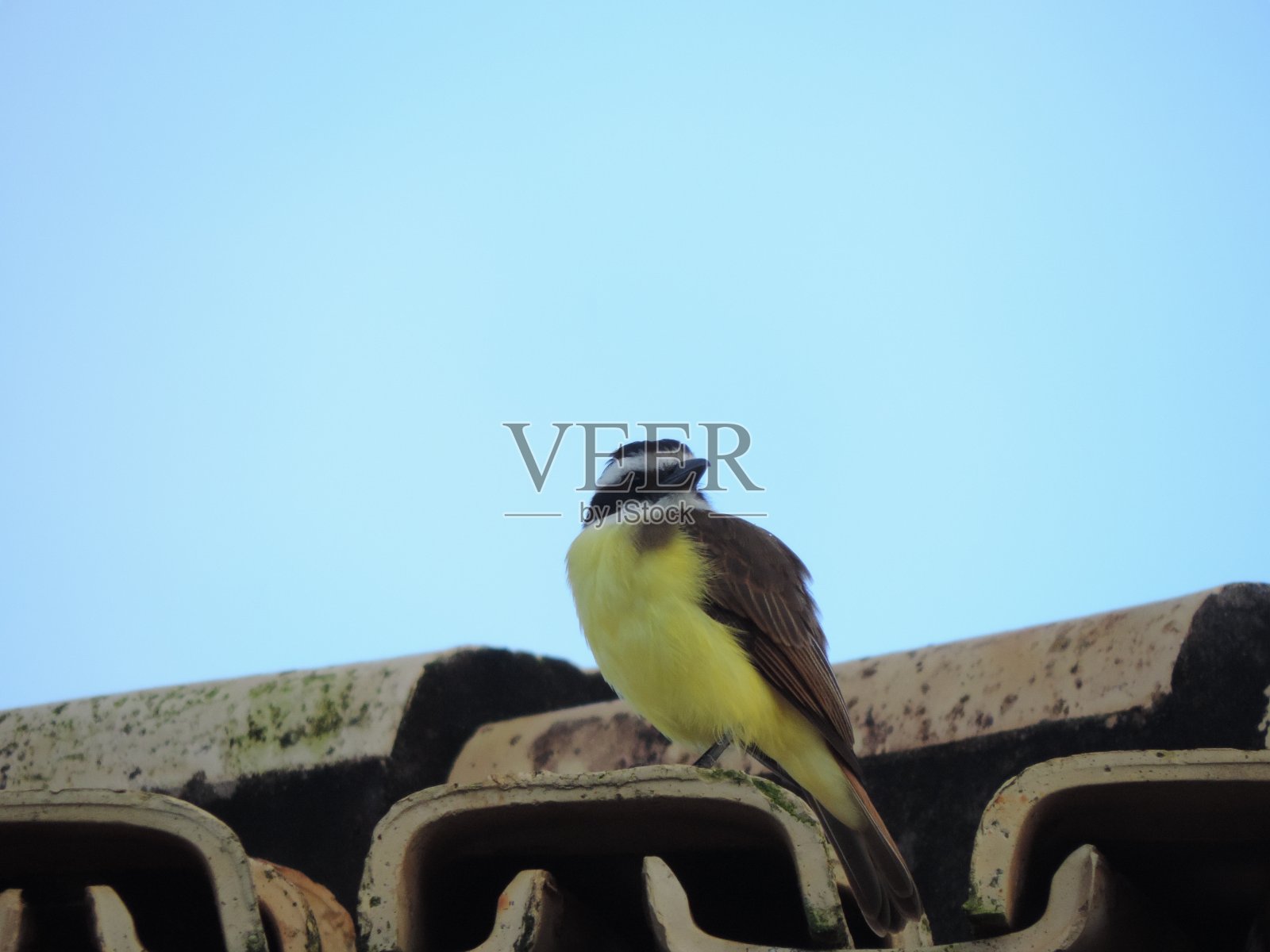 大基斯卡迪照片摄影图片