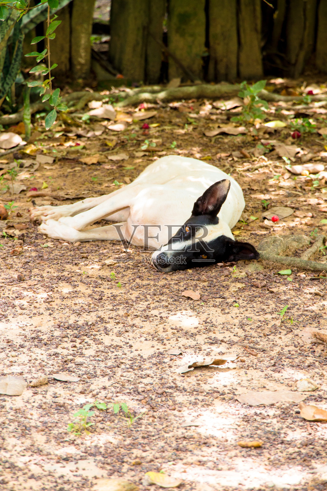 友好的杂种狗躺在看着相机照片摄影图片