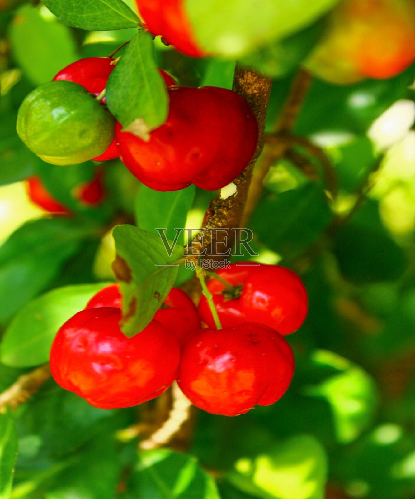 针叶照片摄影图片