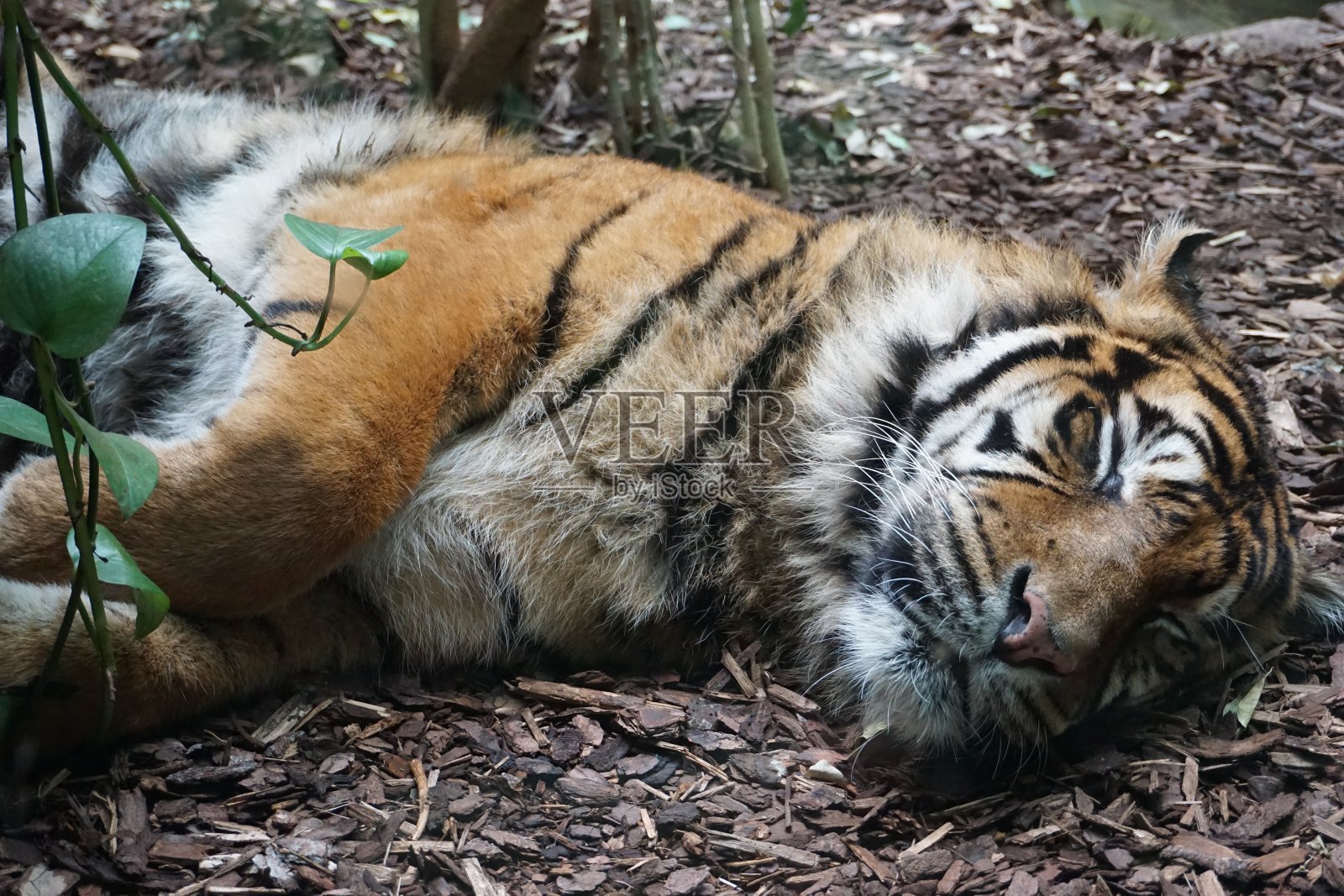 老虎睡着了照片摄影图片