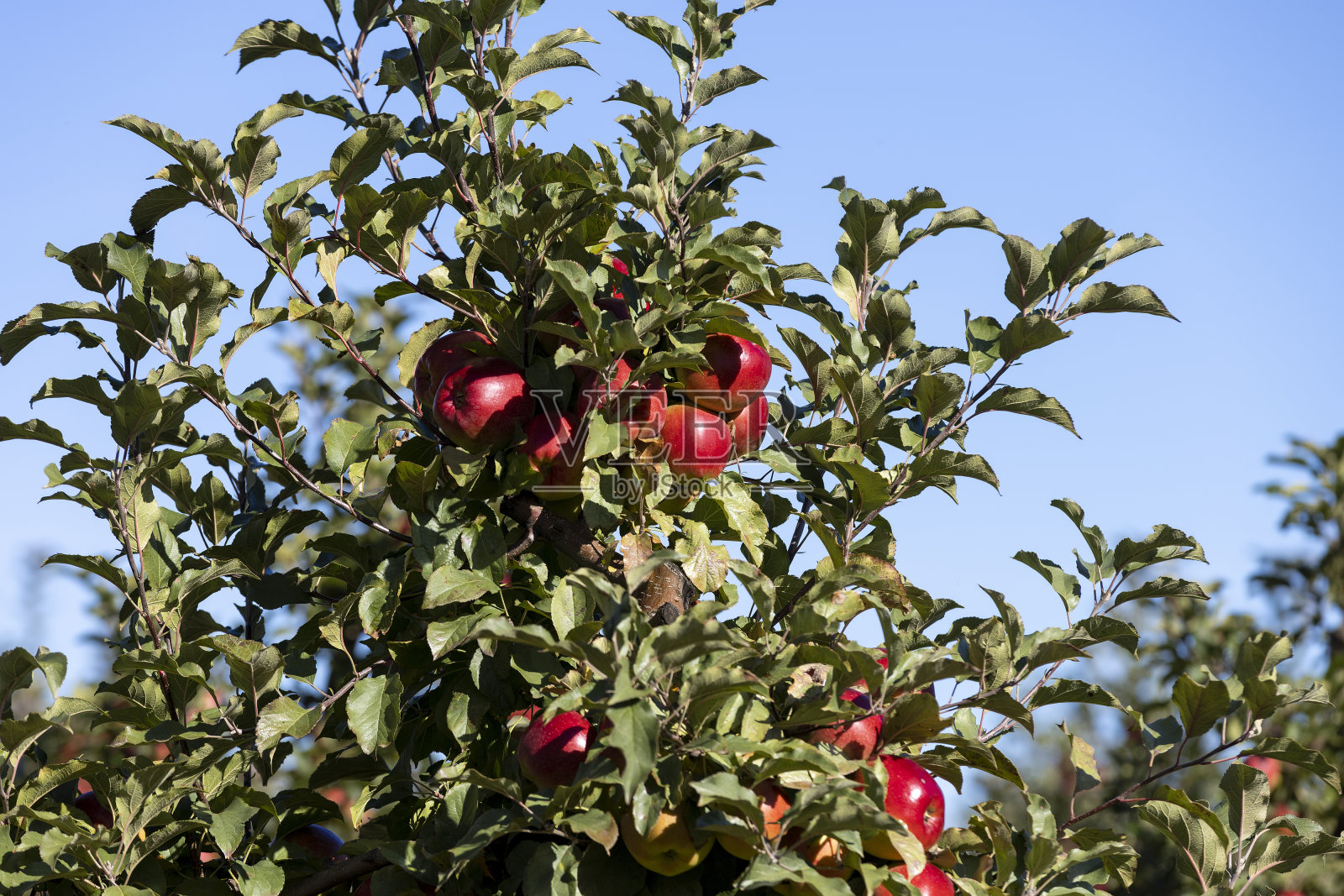 苹果园，红熟的苹果挂在树枝上照片摄影图片