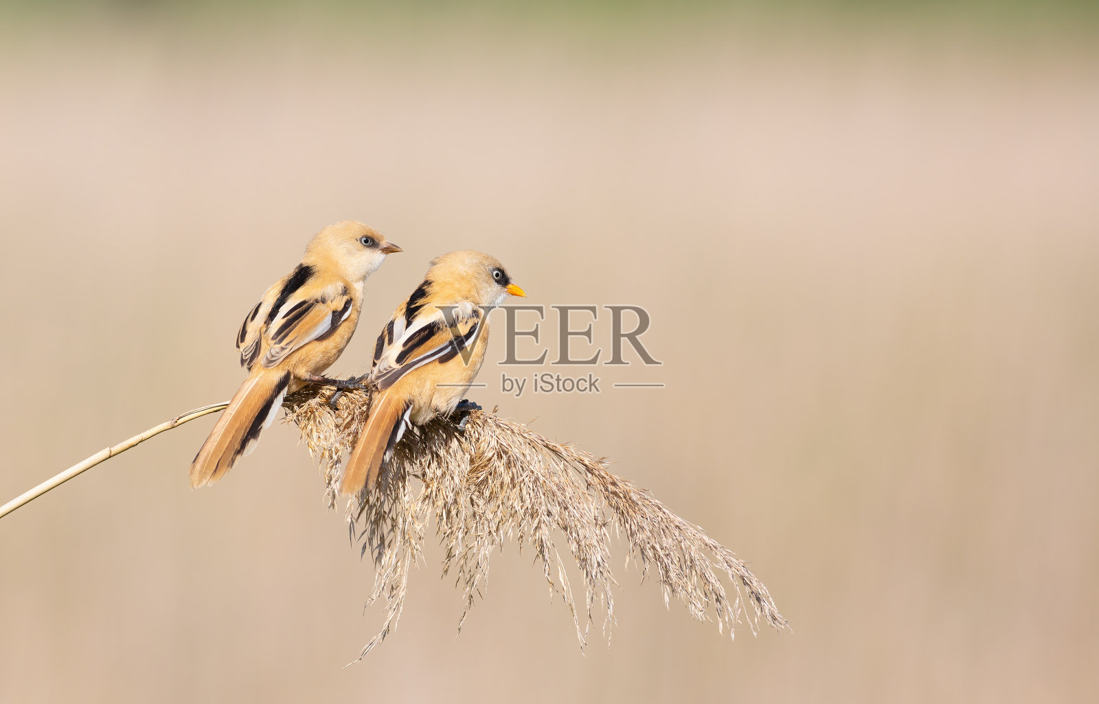 长须芦苇，长须芦苇。年轻的雄性和雌性坐在芦苇上照片摄影图片