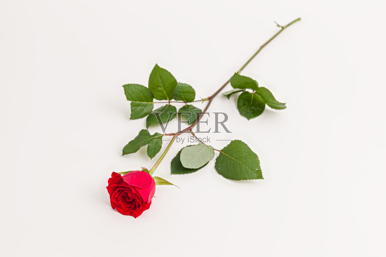 盛开的红玫瑰花孤立在白色的背景照片摄影图片