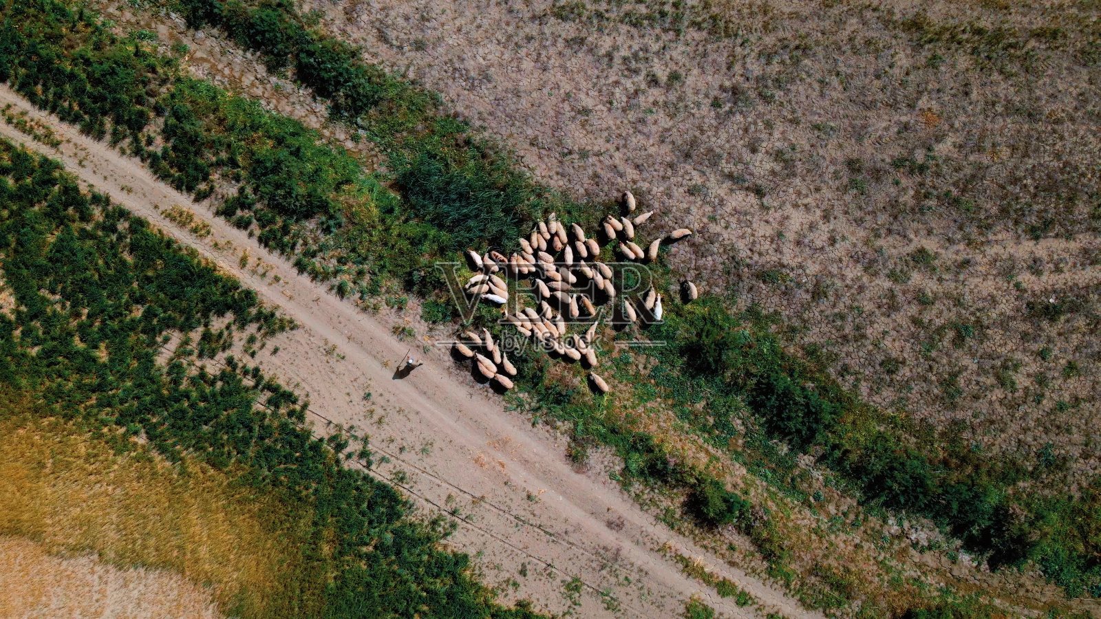 塞浦路斯北部的绿色田野和羊群的鸟瞰图照片摄影图片