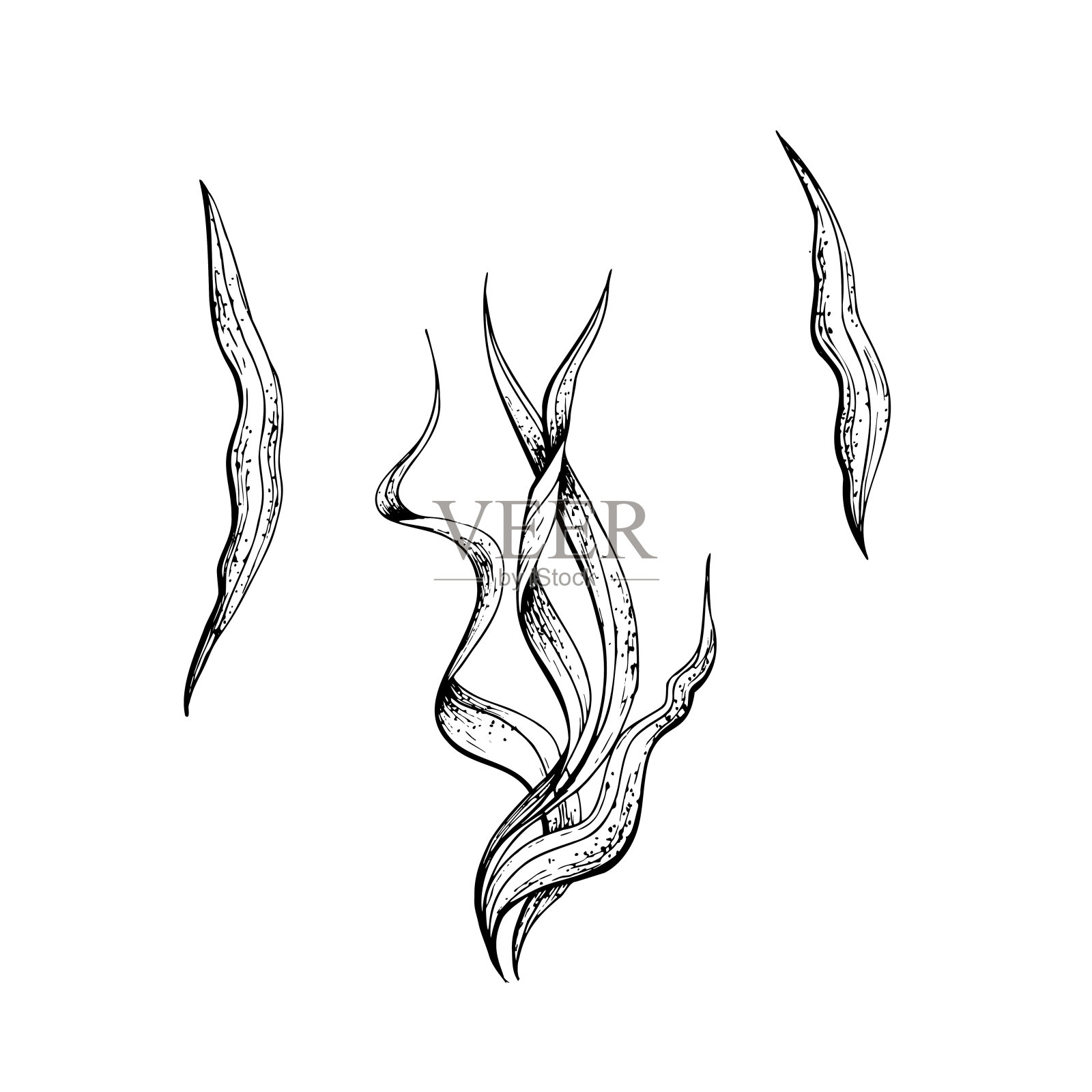 海藻束和单叶。用手绘技术绘制的孤立物体。矢量插图的海滩，夏天，航海装饰和设计。插画图片素材