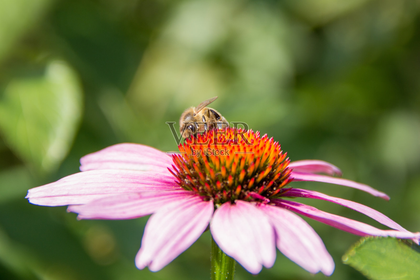 紫锥菊和蜜蜂照片摄影图片