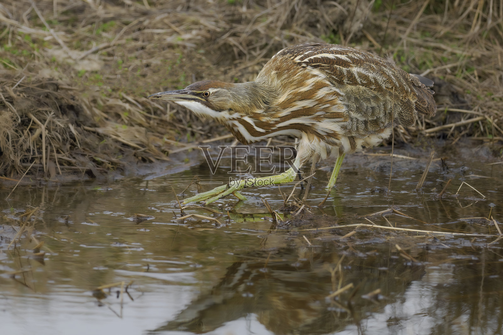 华盛顿州湿地池塘里的美洲卤水鼠照片摄影图片