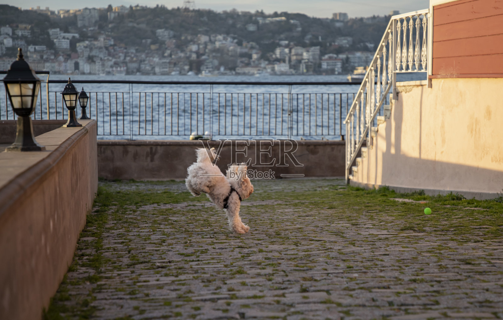 在街上玩耍的宠物狗照片摄影图片