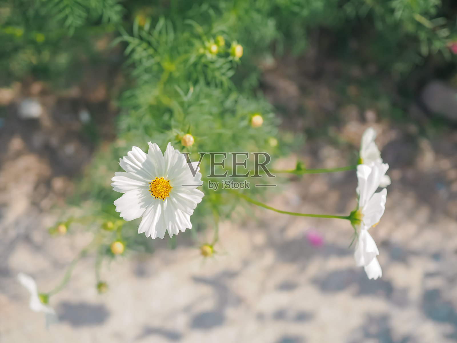 白色的宇宙花在花园里照片摄影图片