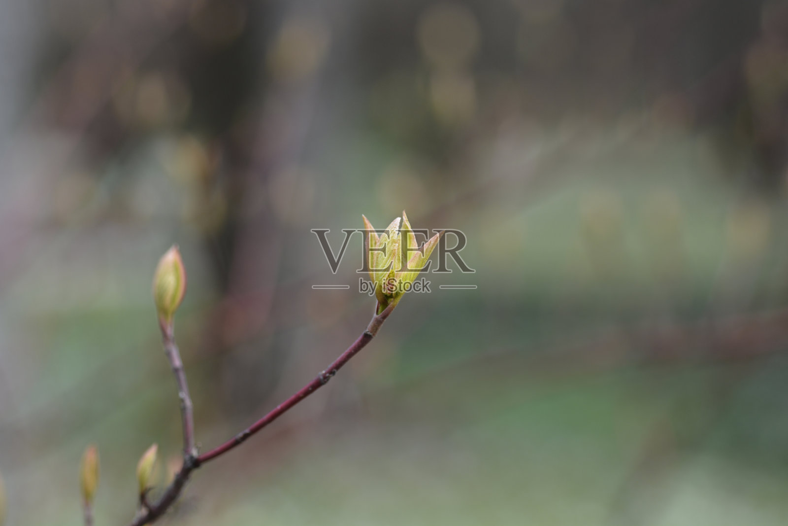 银和金红柳山茱萸照片摄影图片