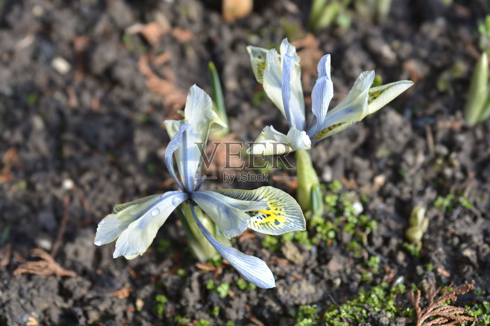 艾瑞斯·凯瑟琳·霍奇金照片摄影图片