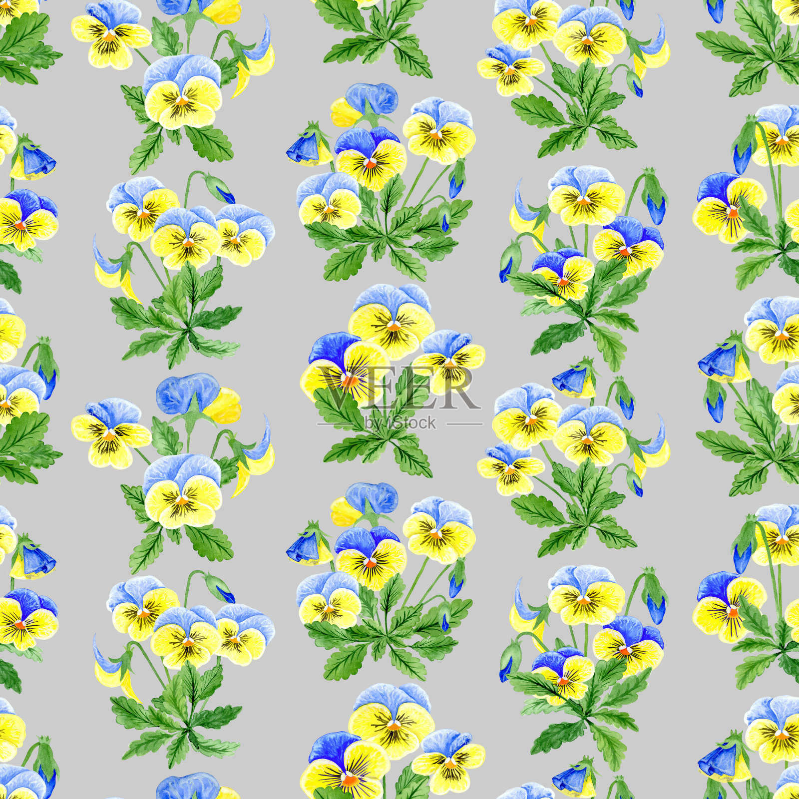 三色堇灰色背景，水彩插图。插画图片素材