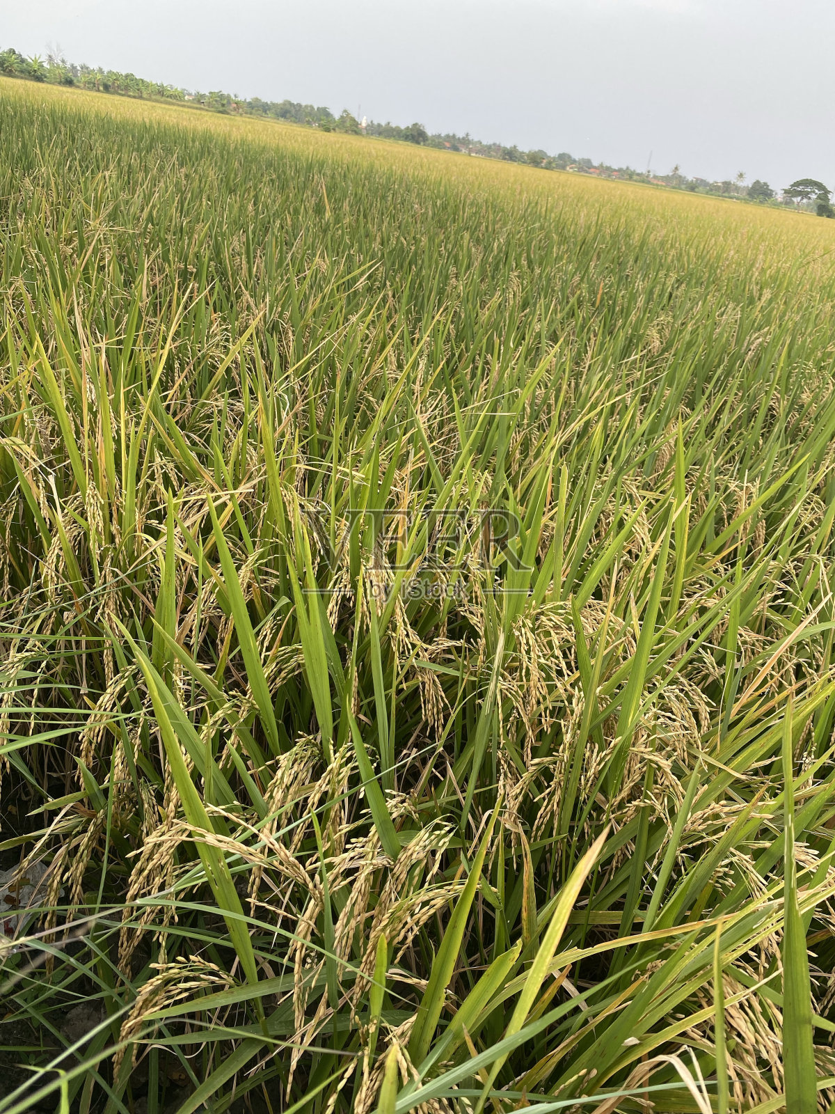 田里已经变黄的大米照片摄影图片