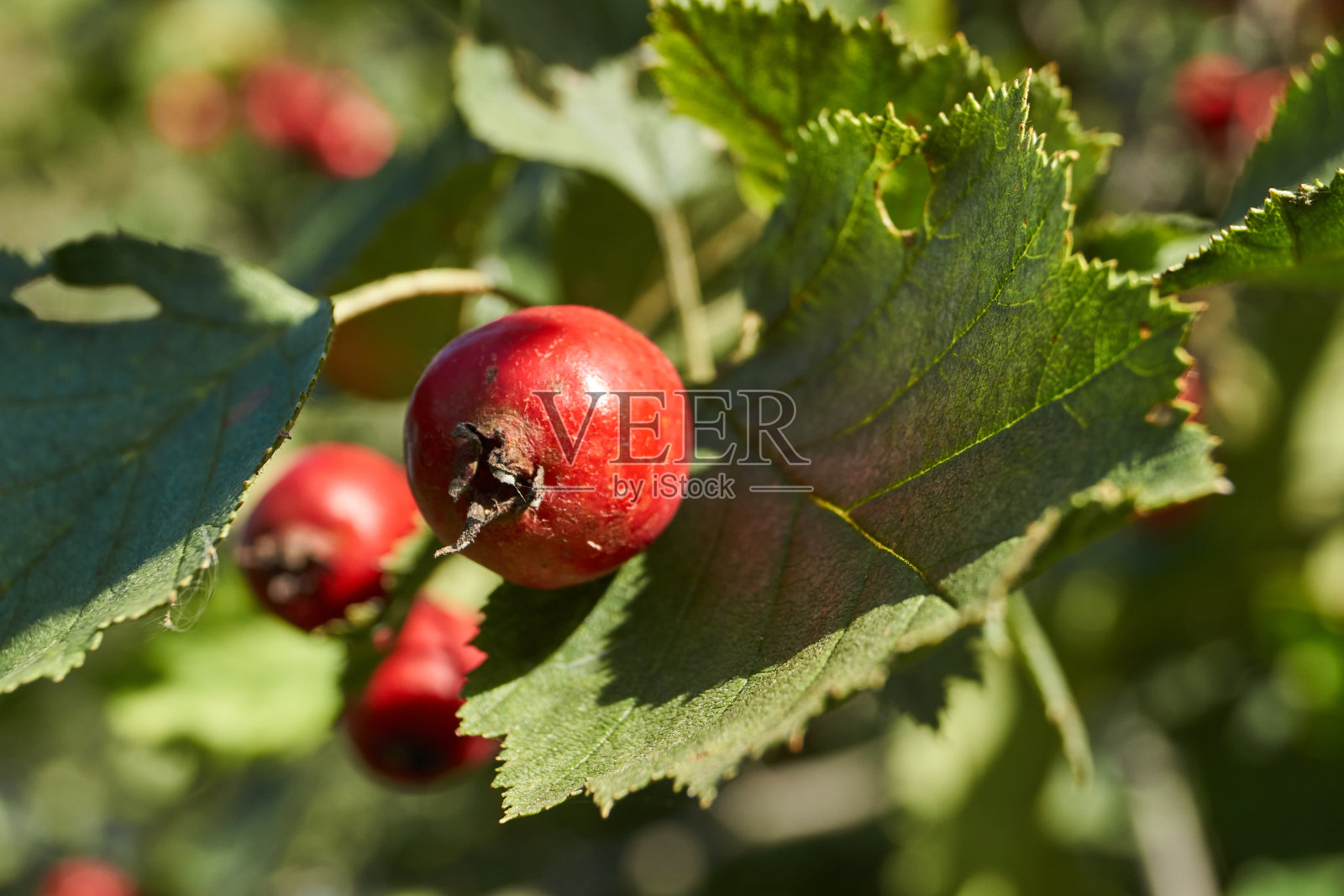 山楂果实(晚。(山冈)花园里成熟的小苹果。照片摄影图片