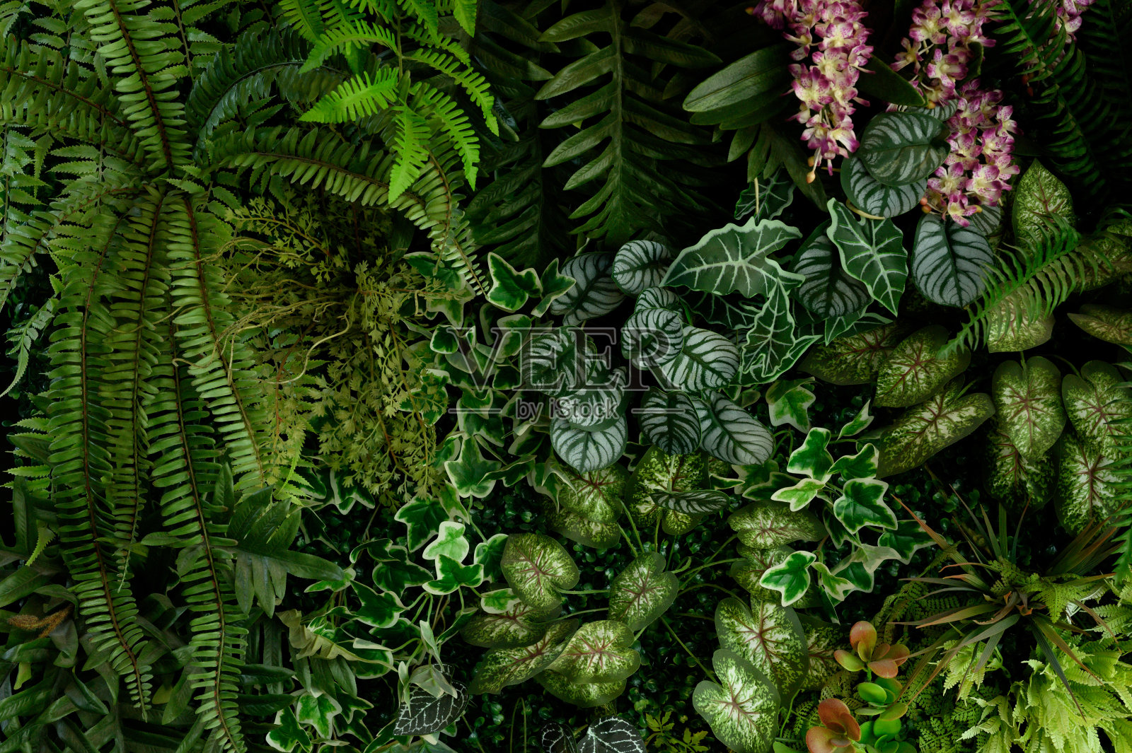 黑色色调的Monstera绿叶或Monstera Deliciosa (Monstera，棕榈，橡胶植物，松树，燕窝蕨)，背景或绿叶热带松林图案为创意设计元素。照片摄影图片