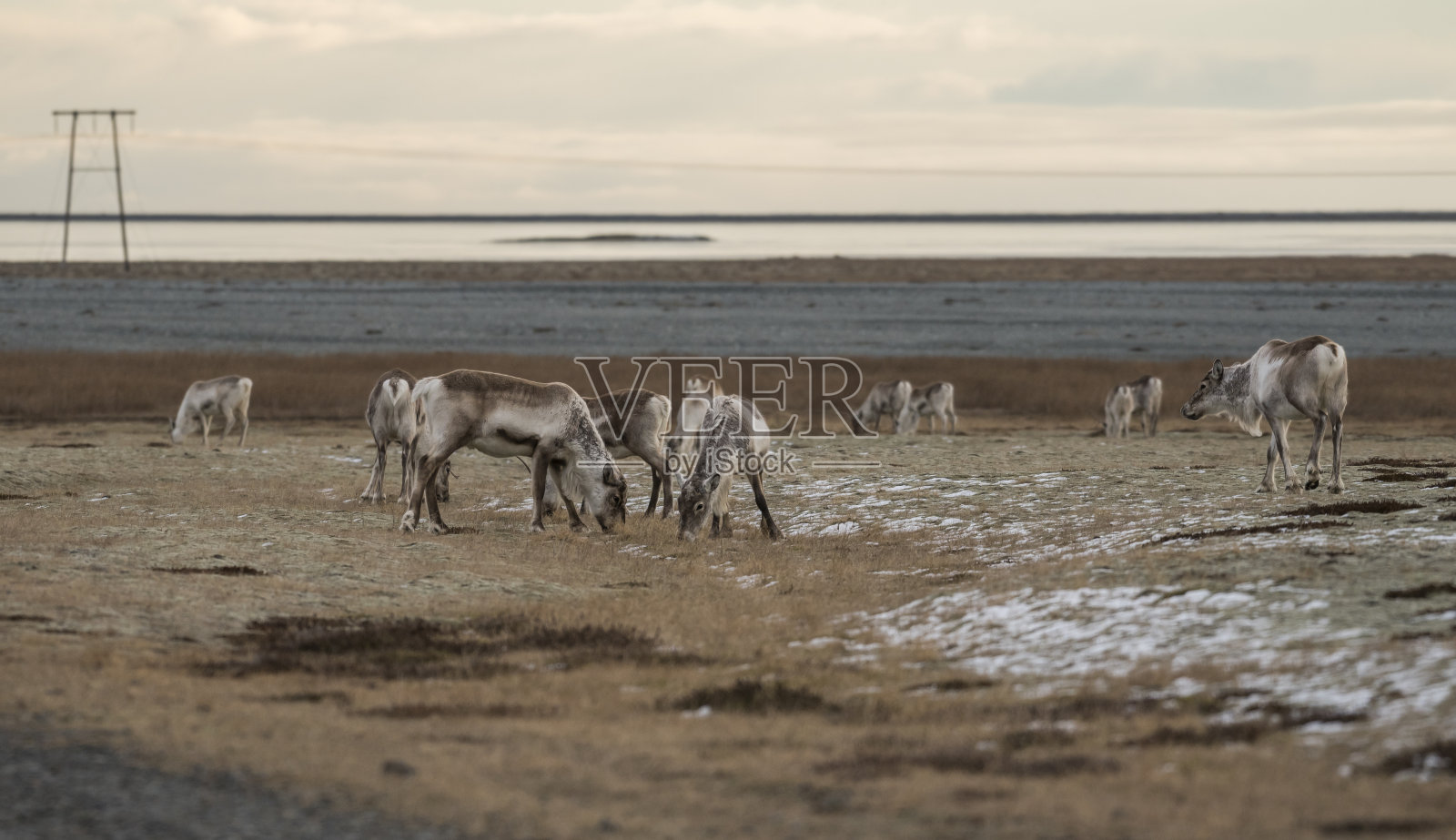 令人惊叹的野生动物:一群驯鹿在冰岛南海岸的一块田野上吃草。照片摄影图片