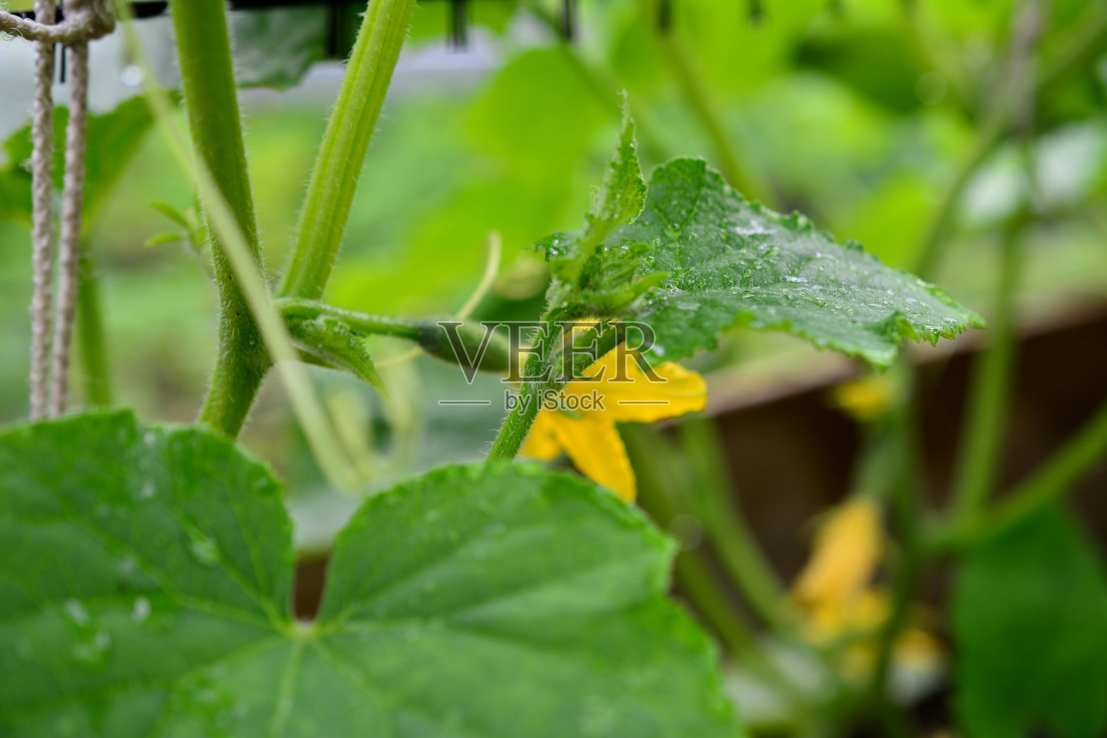 一种绿色的黄瓜植物，有黄色的花和绿色的叶子，大型照片摄影图片