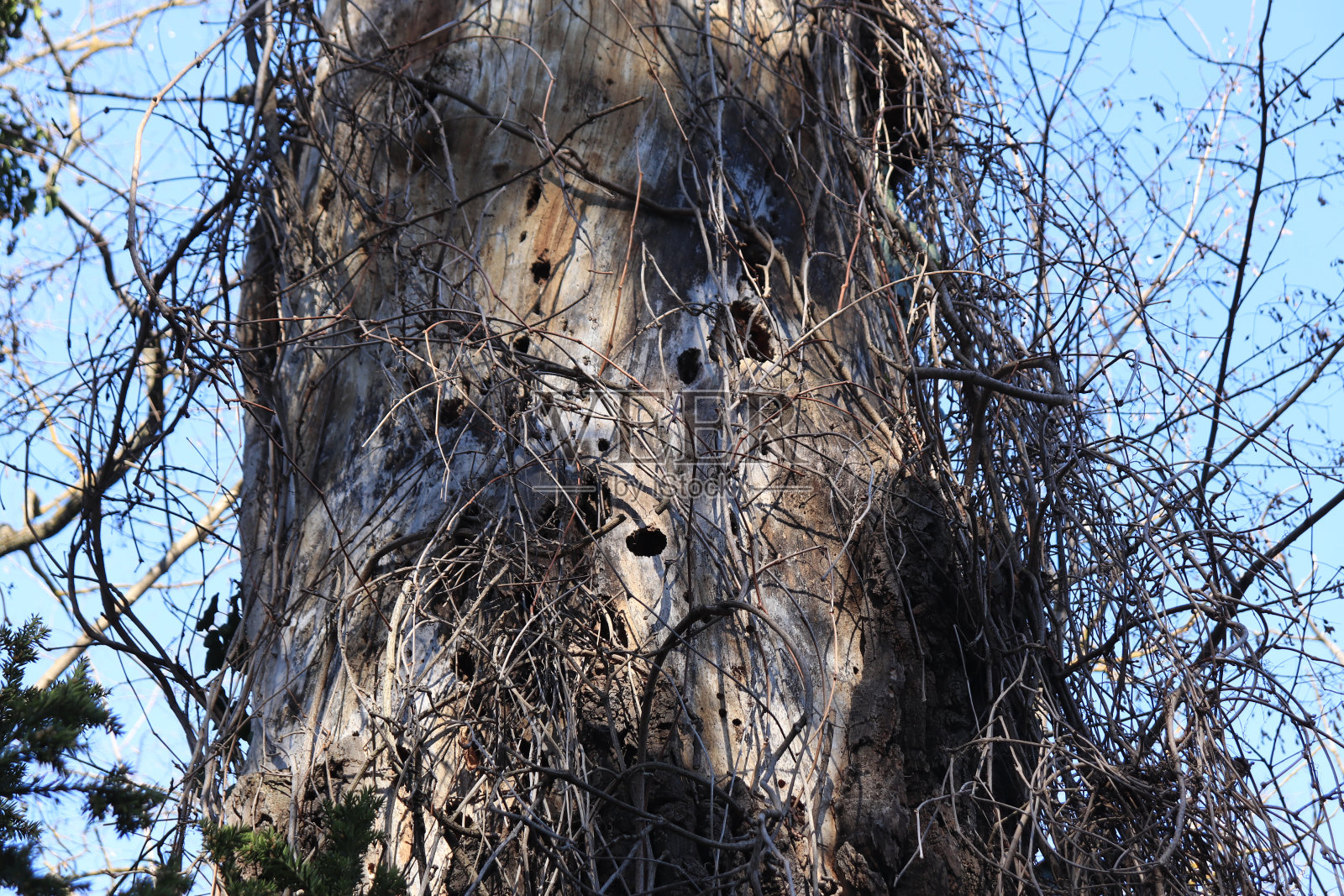 老树干上有啄木鸟的洞照片摄影图片