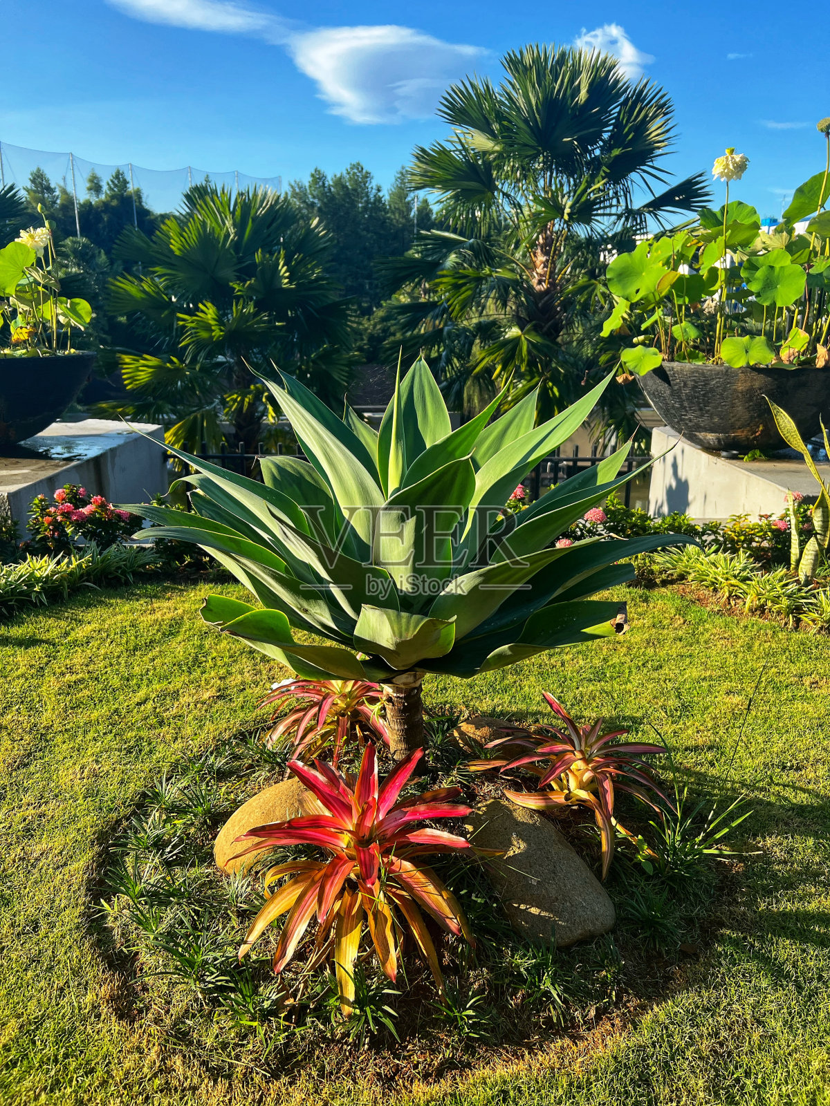 植物-美洲龙舌兰照片摄影图片