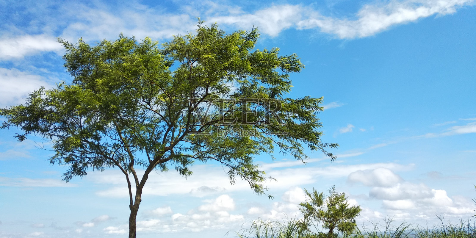 大古树照片摄影图片