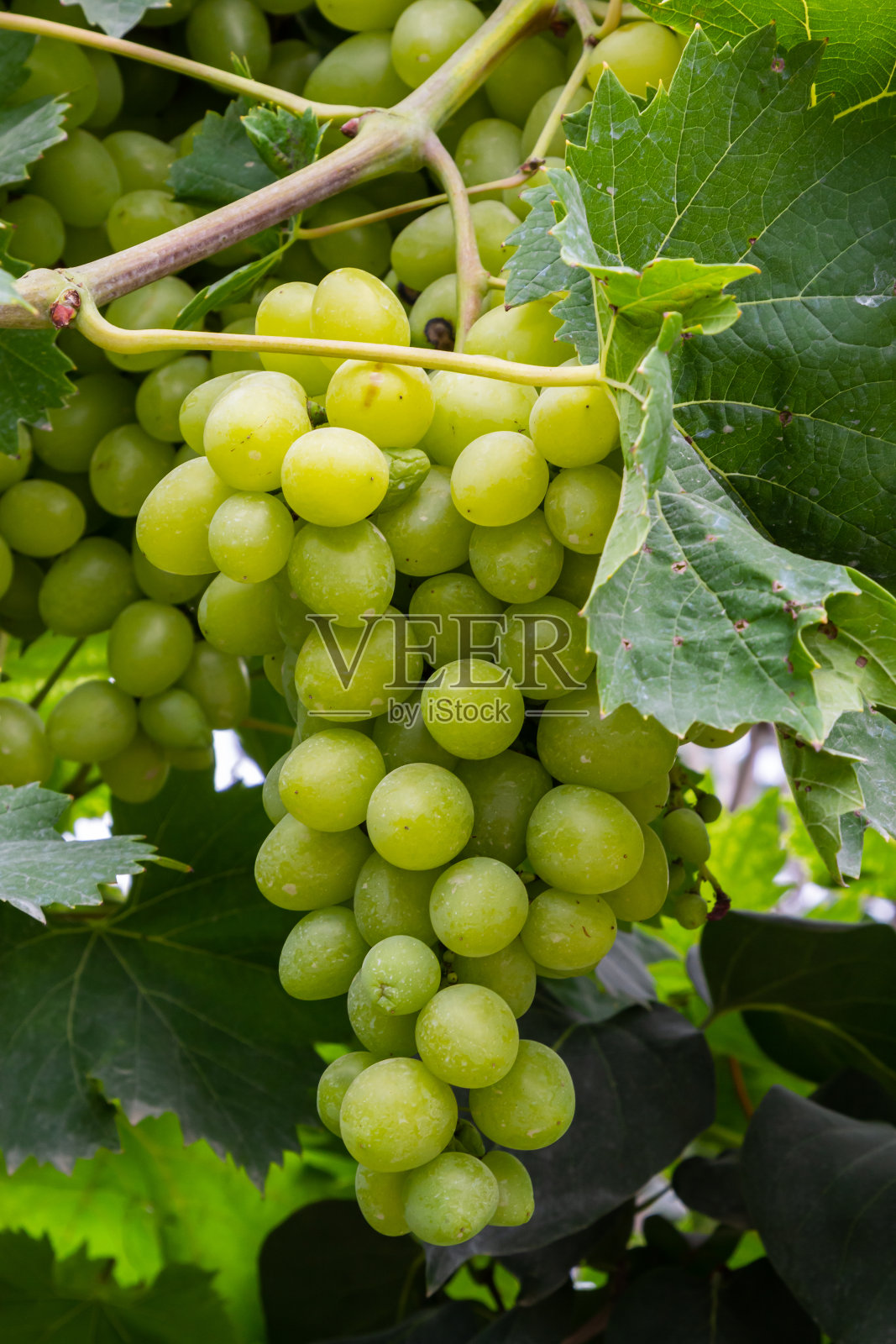 成熟的葡萄长在灌木丛上。收获前的一串葡萄照片摄影图片