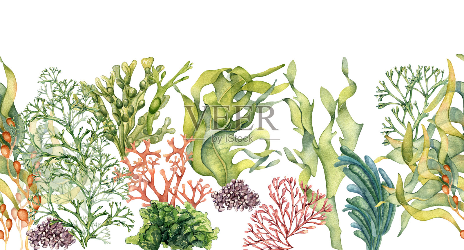 无缝横幅的彩色海洋植物水彩插图孤立在白色。插画图片素材