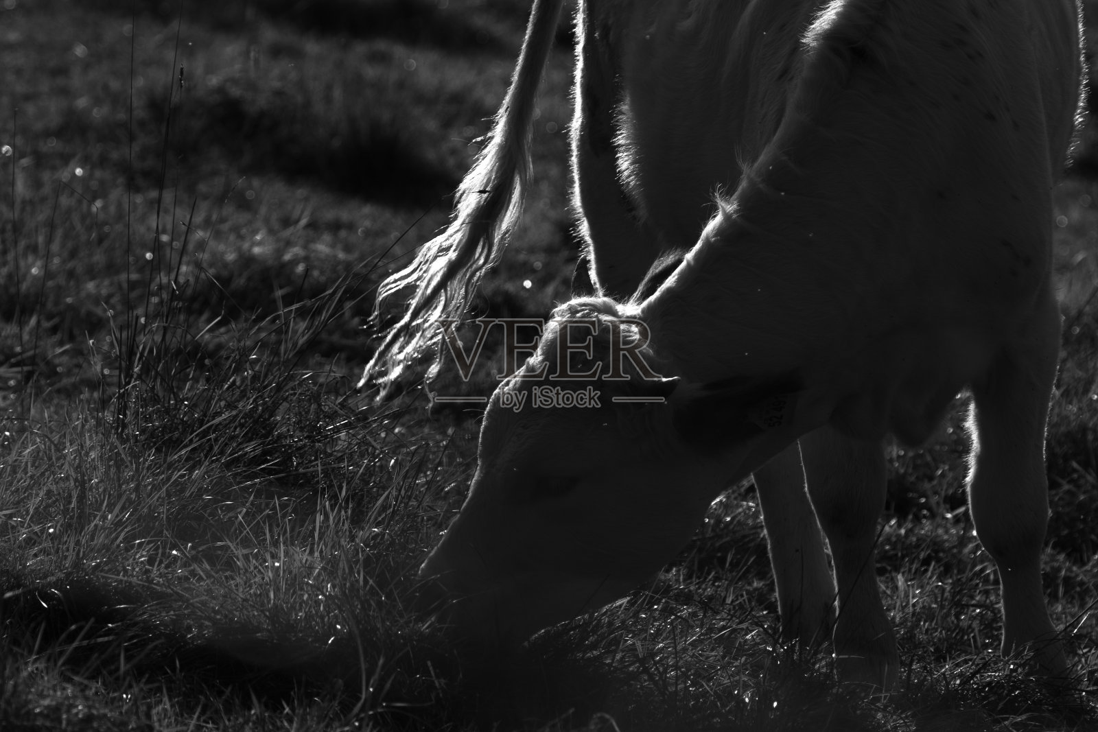 放松的牛独自站在一个大美丽的牧场在日出日落吃草照片摄影图片