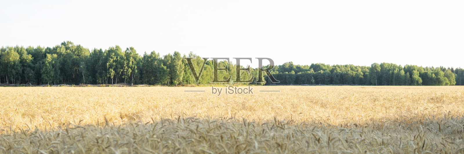 麦田里长着麦穗。收获的概念。照片摄影图片