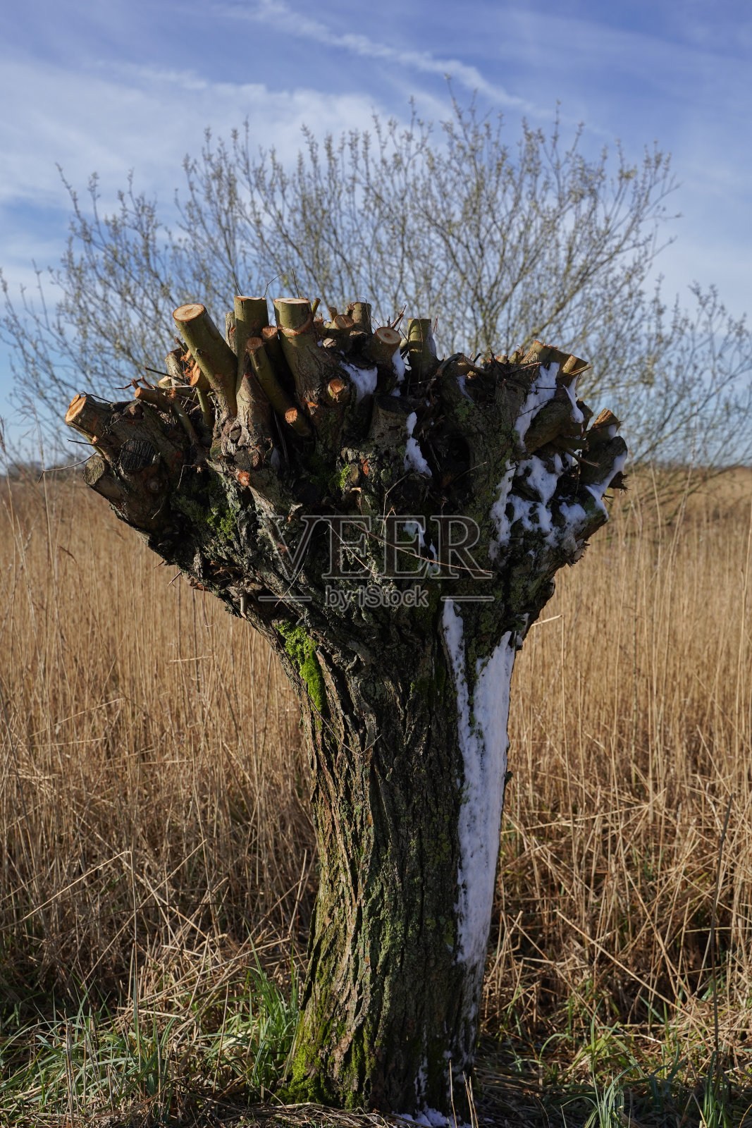 图像的两极柳树(Salix)，纹理的树皮，裸露的树冬季结构，树皮上的雪，重点在前景照片摄影图片
