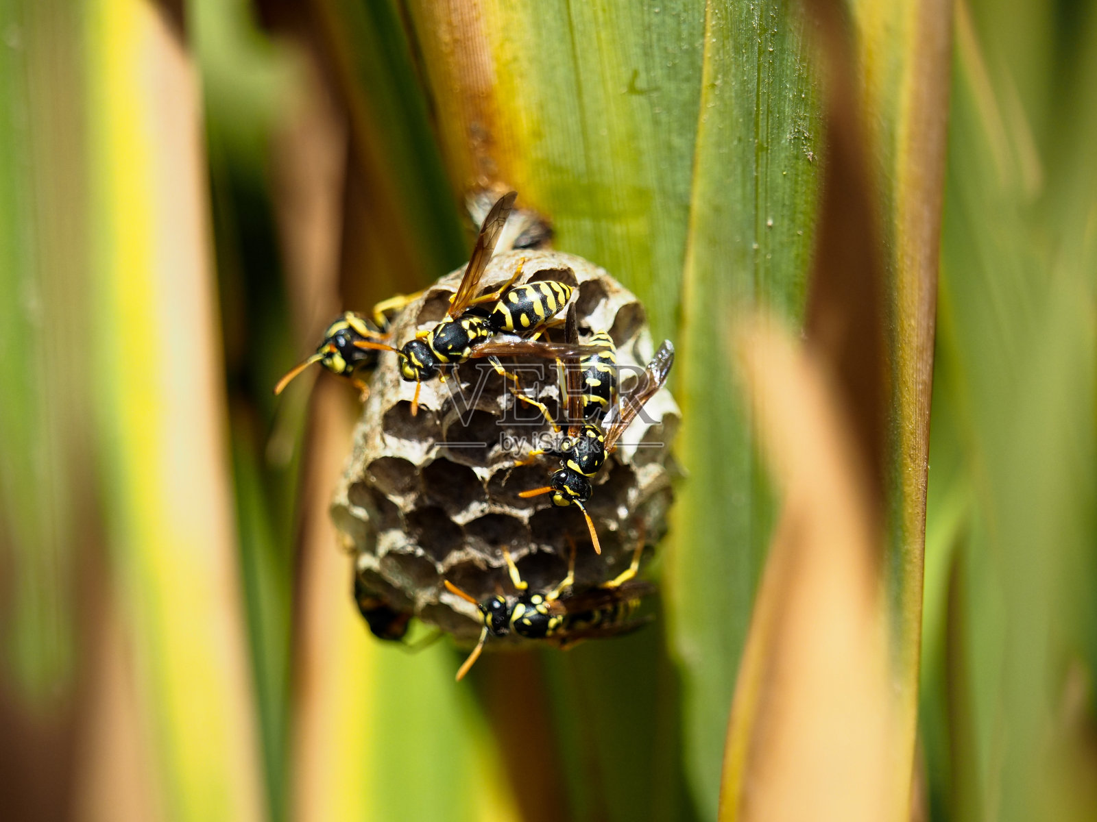 蜜蜂在花上的特写镜头照片摄影图片