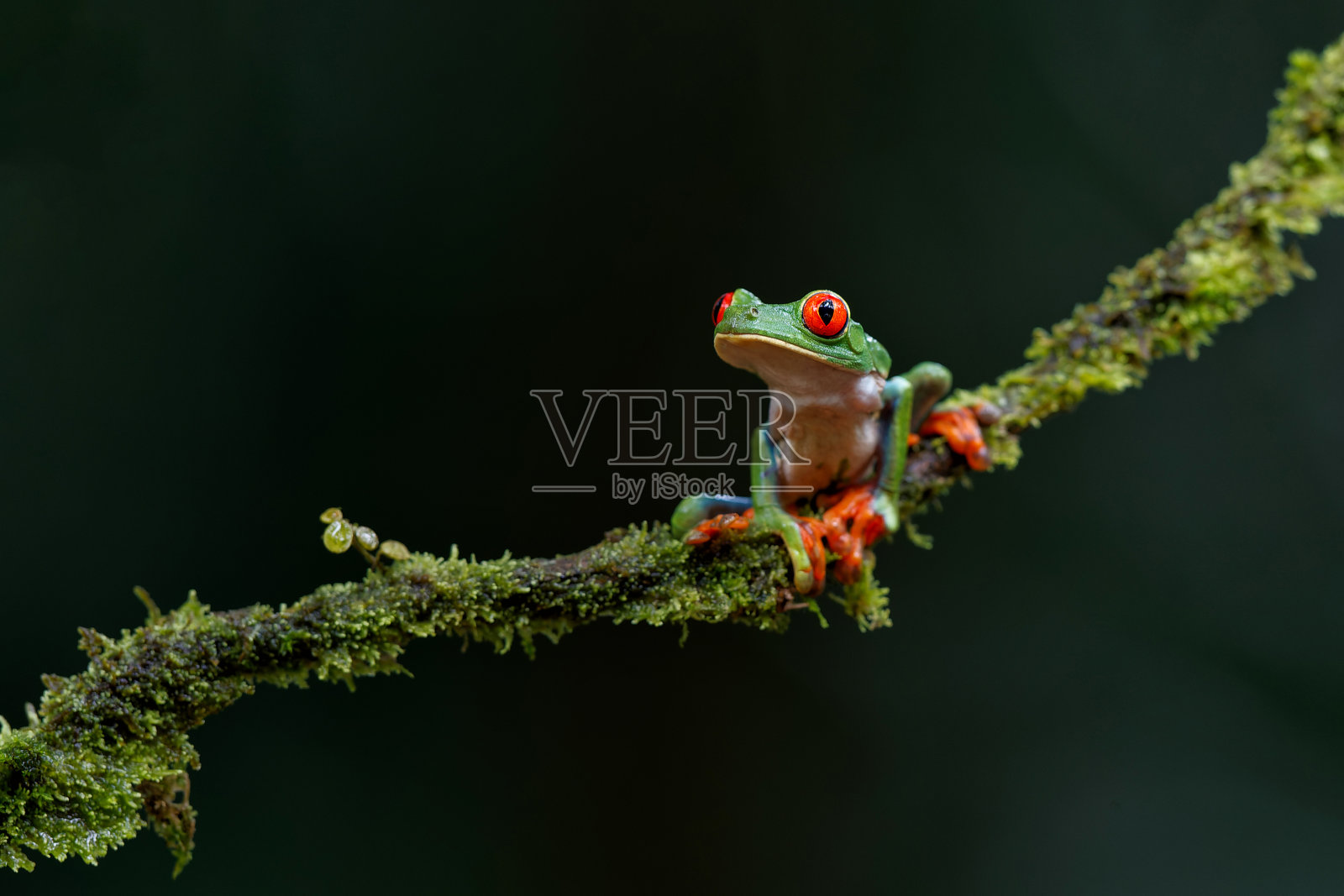 哥斯达黎加的红眼树蛙。照片摄影图片