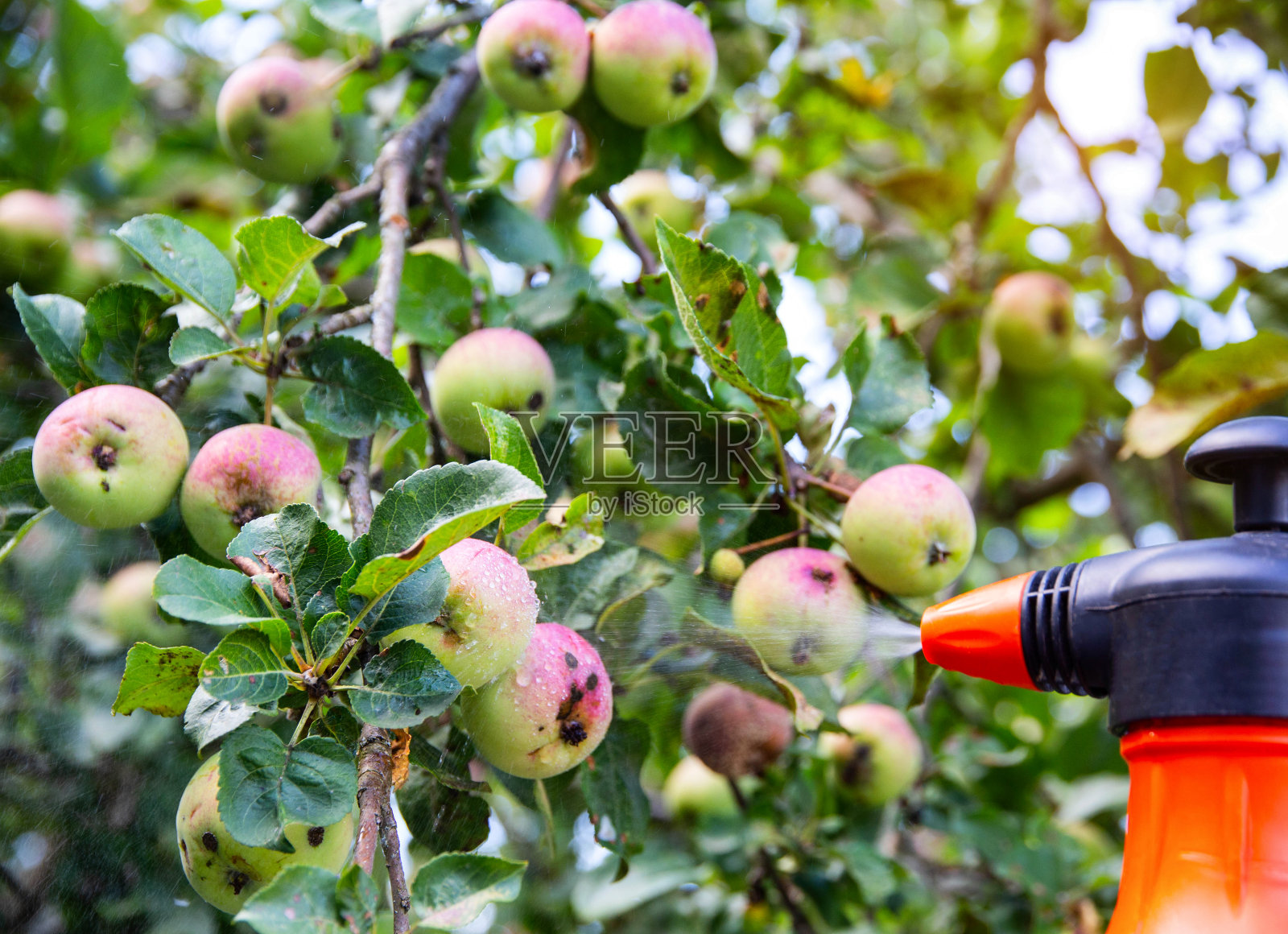 用硫酸铜和氨水喷洒苹果树，防治蠹蛾和蚜虫，留有文本复制空间照片摄影图片