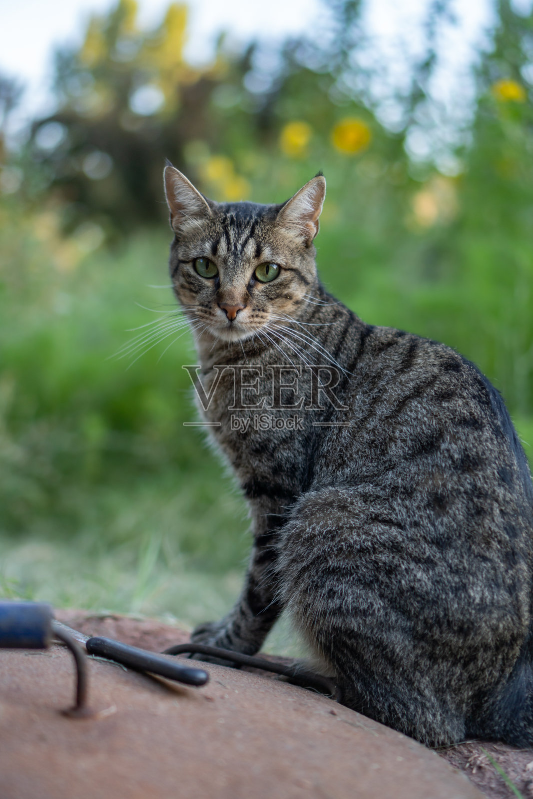 美丽的猫在绿色的花园温柔地看着相机照片摄影图片