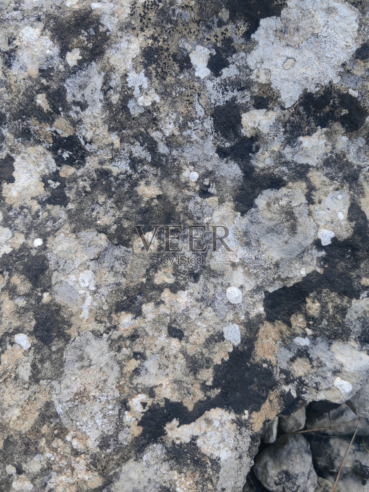 森林里的青苔。森林里小溪边的一堆卵石照片摄影图片