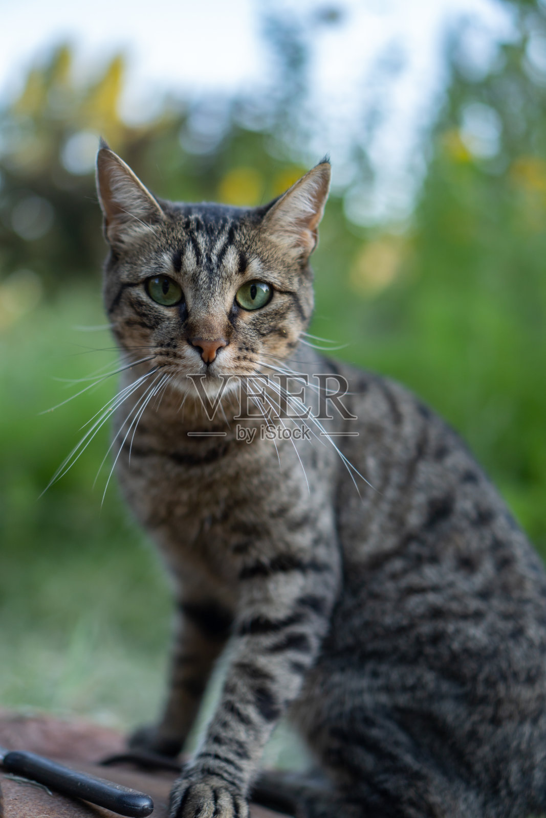 美丽的虎斑猫，绿色的眼睛，在花园里，温柔地看着相机。照片摄影图片