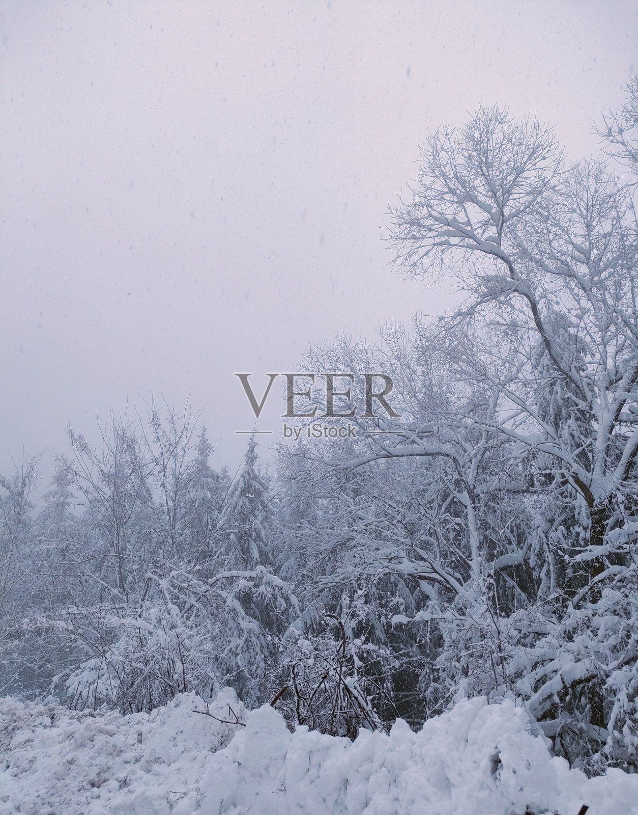 冬天来了照片摄影图片