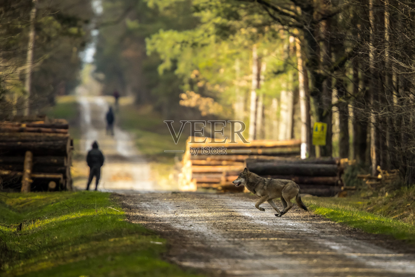 灰狼(Canis lupus)，灰狼。狼打猎。照片摄影图片